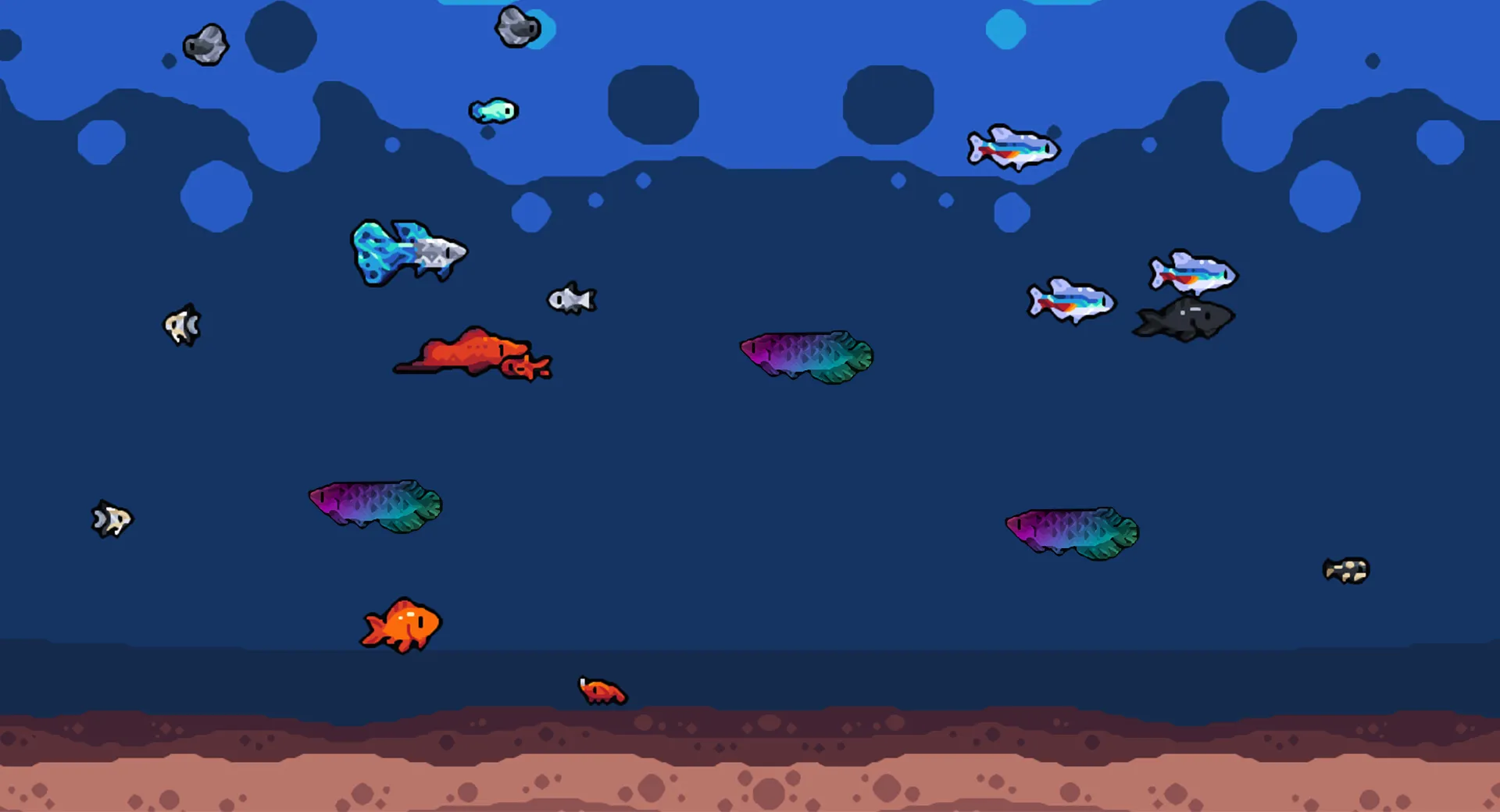 Three rainbow fish floating in a tank with other fish.