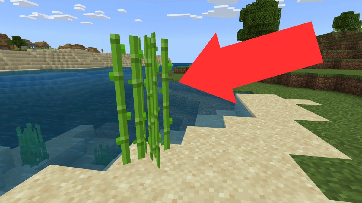 Sugar cane on a shore in Minecraft.